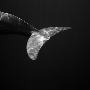 Artistic black and white capture of a dolphin's tail in motion underwater, showcasing elegance and tranquility.