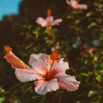 Beautiful close-up view of blooming pink hibiscus flowers in a lush summer garden, capturing nature's vivid colors.