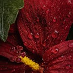 Close-up of a red hibiscus flower with dewdrops, captured in Scotland.