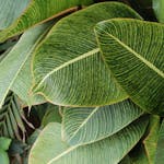 Close-up of lush green tropical foliage featuring striped leaves, showcasing nature's intricate patterns.