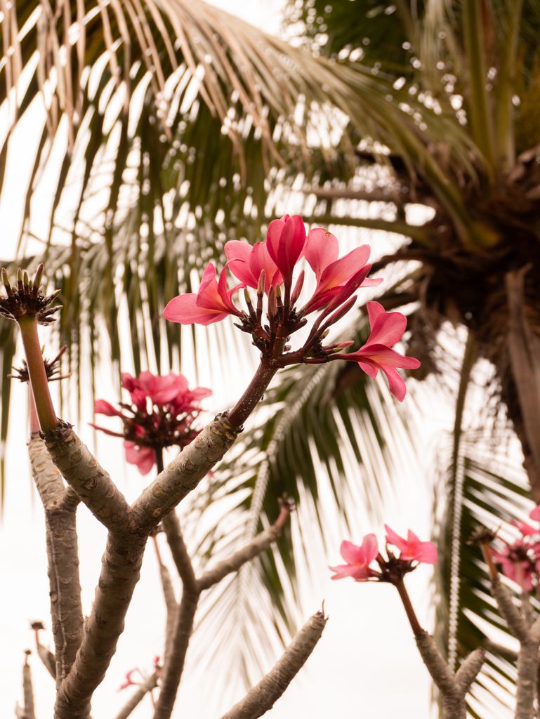 Pink flowers on branches with palm leaves, exuding a vibrant tropical vibe.